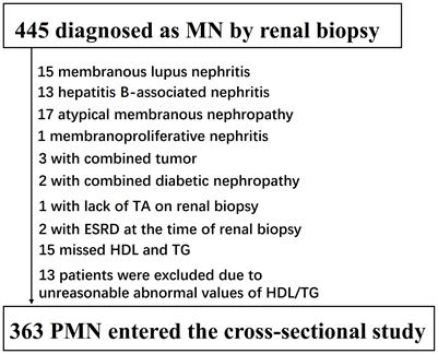 Defining the threshold: triglyceride to high-density lipoprotein cholesterol (TG/HDL-C) ratio’s non-linear impact on tubular atrophy in primary membranous nephropathy